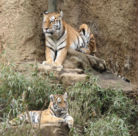 �傫���͂��ꂭ�炢