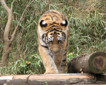 ���̗��ƃf�u�����`���[���|�C���g