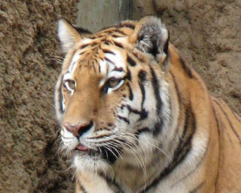 ���ꂳ��A��o�Ă܂��E�E�E