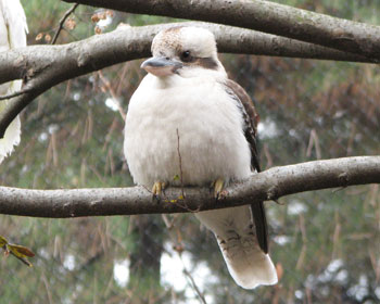 ��������ڂ������C�J���Z�~