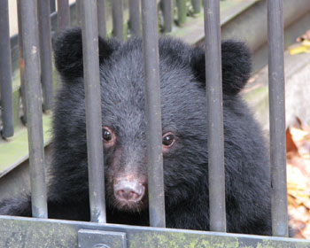 ��������肿���