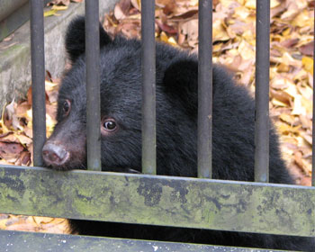 �l�R���͑傫����