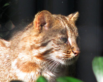 �������̓A���[�����}�l�R�����