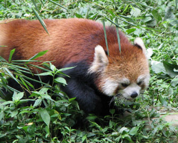 �����������\��̃��b�T�[�p���_