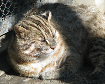 �����c�V�}���}�l�R