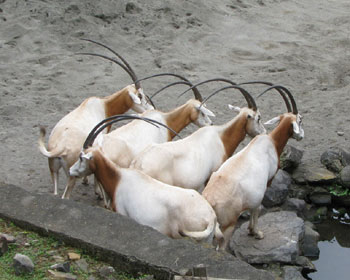 �Ȃ�������