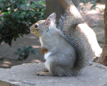 �j�z�����X�͎肪�Ԓ�