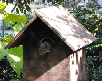 �����ۂ��Ȃ���΃l�Y�~