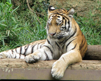 �g�����悭�Q��