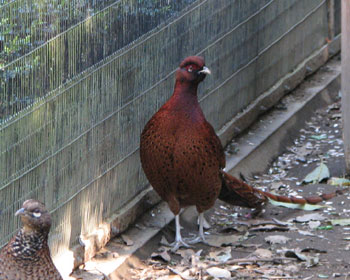 ���}�h���̂����ۂł���