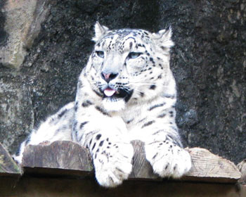 ���L�q���E���o�J���ۂ�