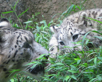 �������Ⴂ�q������