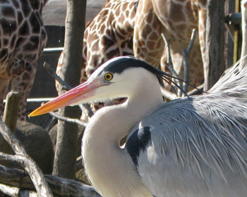 �y���J���r�̃A�I�T�M