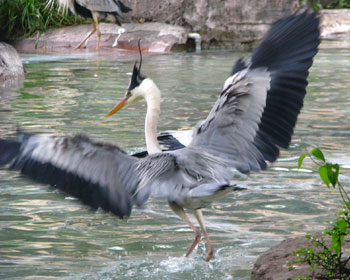 �a�̋��ɓːi