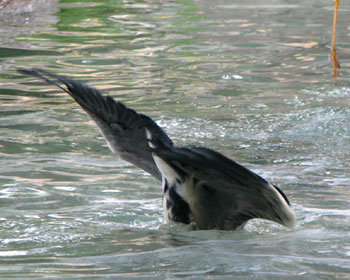 �����������Ȃ�