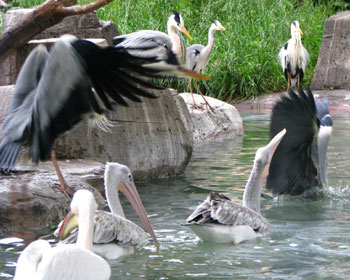 ����ƃy���J���o��