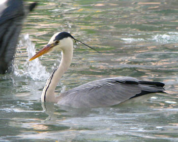 ���͂ⓖ����O�ɉj��