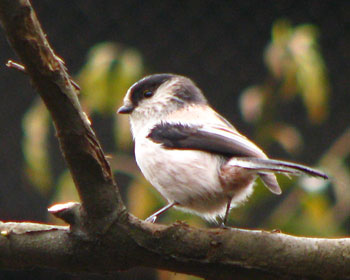 �f���̒m��Ȃ��G�i�K