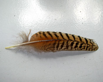 �����C�J���Z�~�̉H��