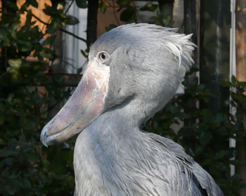 �����n�V�r���R�E