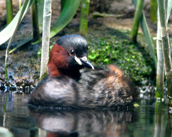 ����܂�J�C�c�u��