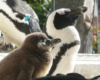 �����Ƃ�P�[�v�y���M���e�q