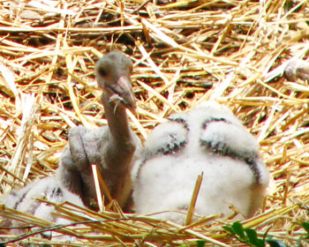 �e�ɐH��ꂻ���ȃR�E�m�g���̃q�i