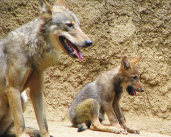 ��Ƒ��Őe���ǂꂾ���킩��Ȃ�