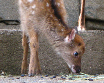 ��ڌ����̎q��