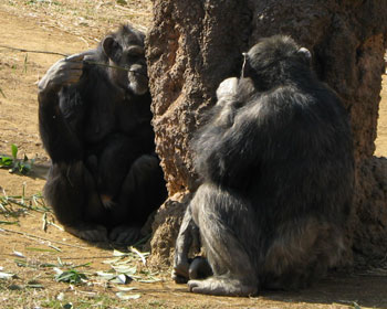 �{�[�����O����