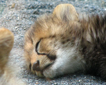 �q�˂��͖���