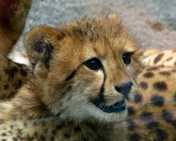 �Q������A��������Ă�