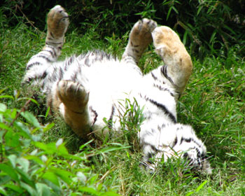 ����ɂ��