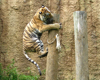 �������l�R���ۂ�����