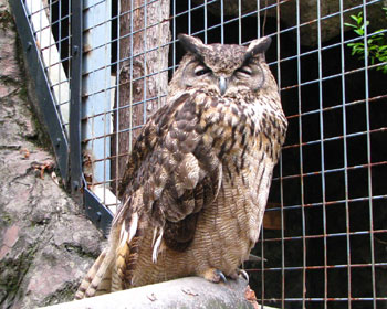 �����Ė�����