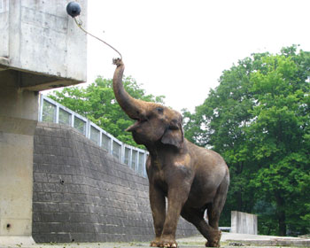 �A�k�[������͂T�O��