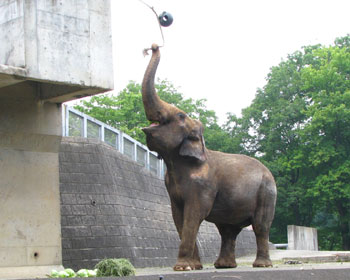 ���ꂵ�����ȃA�k�[������