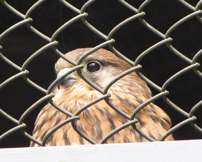 ���ӂɂ������ރ`���E�Q���{�E