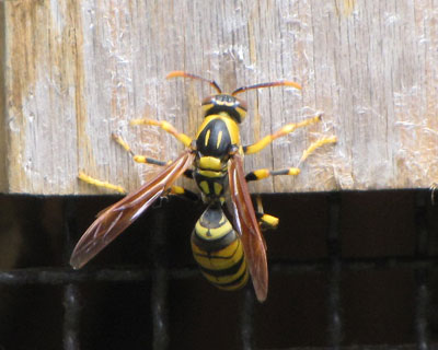 �P�[�W�ɂւ΂���A�V�i�K�o�`