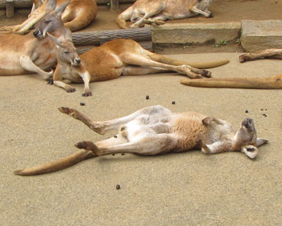 �Q��Ǝ����I�ɑ��������̂��H