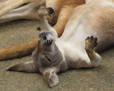 ���̎�͂Ȃ�Ȃ̂��H