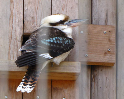 ���΂�����̃����C�J���Z�~