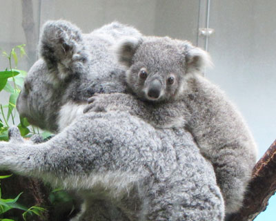 �}�}�͐H���Ă΂���Ȃ�