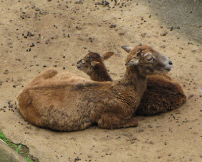 �q���t�����͎q�r�̂悤