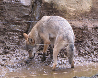 �ɂ���ɂ�������Ă����I�I�J�~