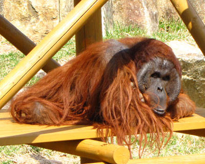 �������ɕ��C�͓����ĂȂ�����