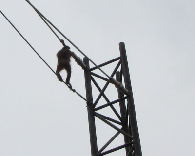 �d�͉�Ђœ�������