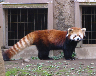 ������Ə������q