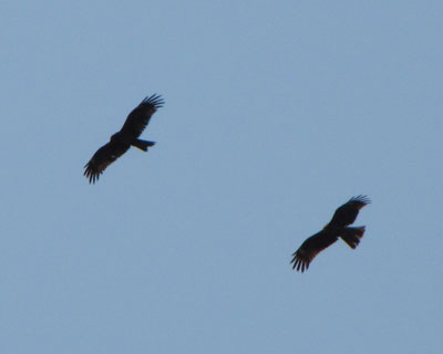 �g�r�͕����������ȁH