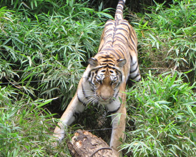 �ۑ����ǂ��������炵���V�Y�J�����